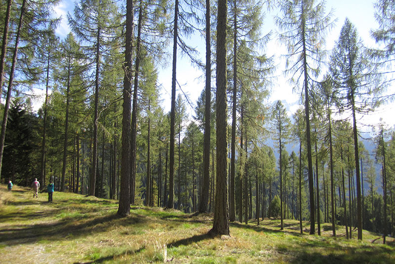 The Via Consideration with the chapel in the wood