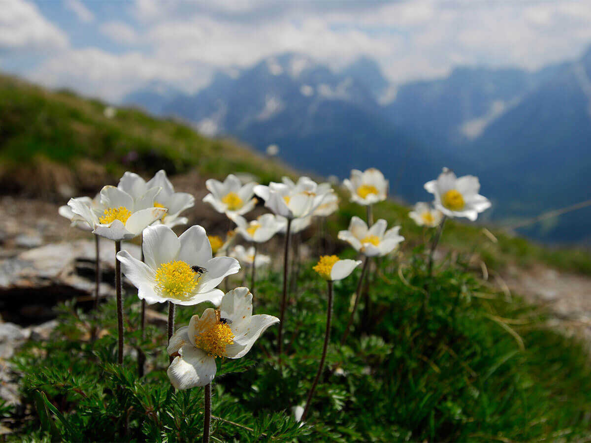 Sextner Almenwanderung