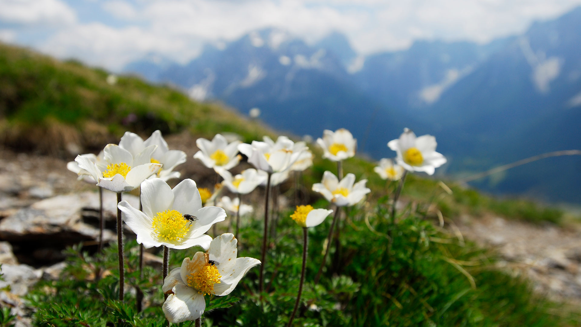 Spring in the Dolomites of Sesto