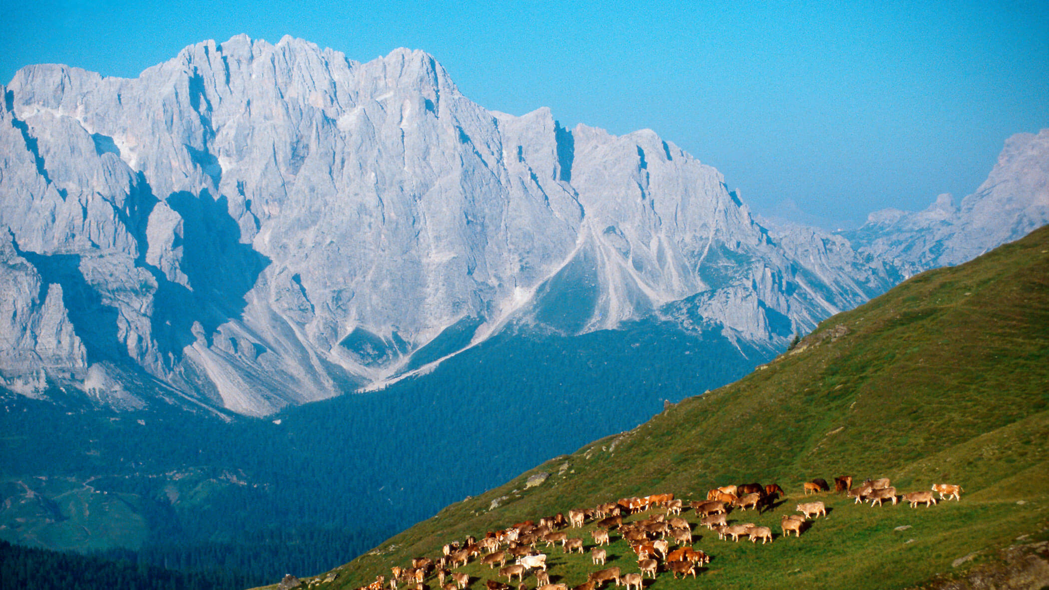Auf der Nemesalm mit Kühen in Sommerfrische