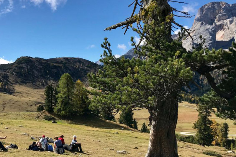 Zirbenbaum auf der Plätzwiese