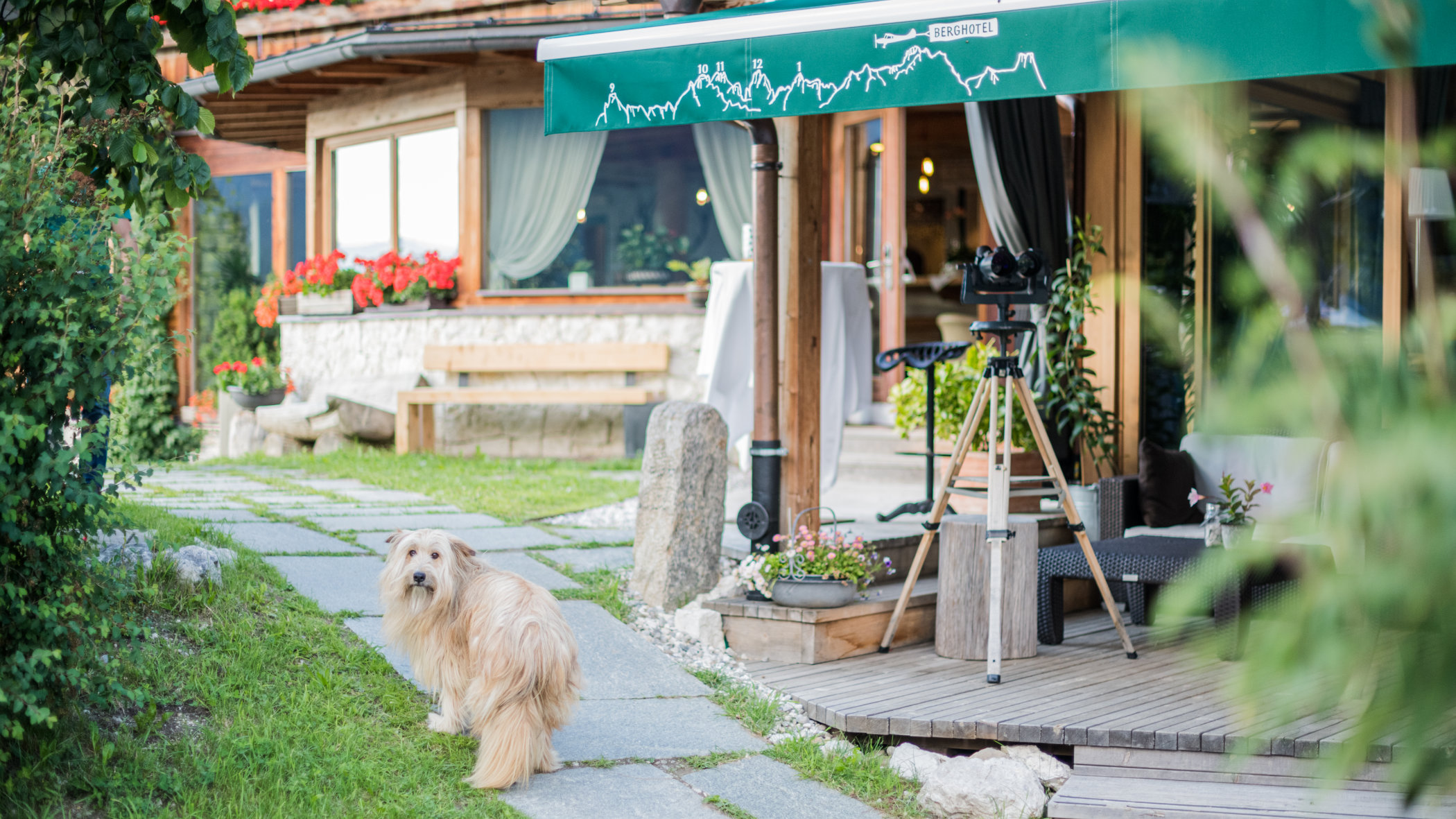 Johnny the housedog outside