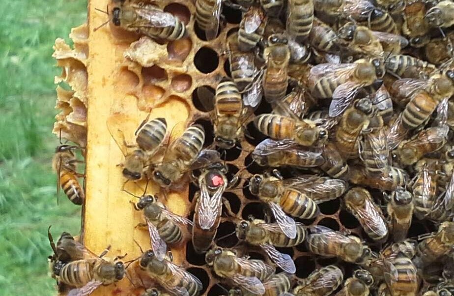 Berghotel Partner Apicoltura De Martin