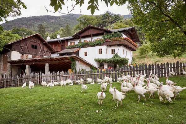 Berghotel Partner Hintersteurerhof