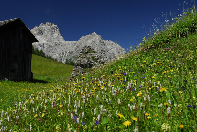 Nemes Hut - Croda Rossa Meadows
